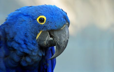 Profilbild von Hyazinthara Rosi im Zoo Hoyerswerda