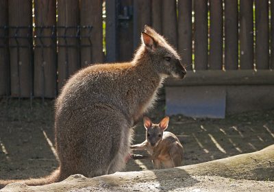 Der Nachwuchs eines Bennett-Kängurus im Zoo Hoyerswerda.