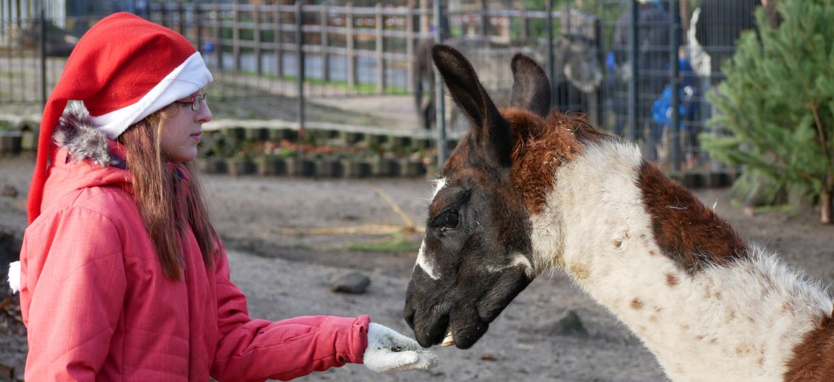 Mädchen im Zoo Hoyerswerda füttert ein Lama aus der Hand.