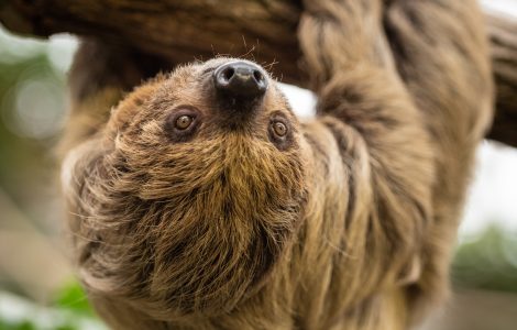 Ein Faultier hängt kopfüber an einem Ast in der Tropenhalle im Zoo Hoyerswerda.