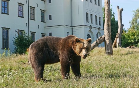 Braunbär vor dem Schloss Hoyerswerda