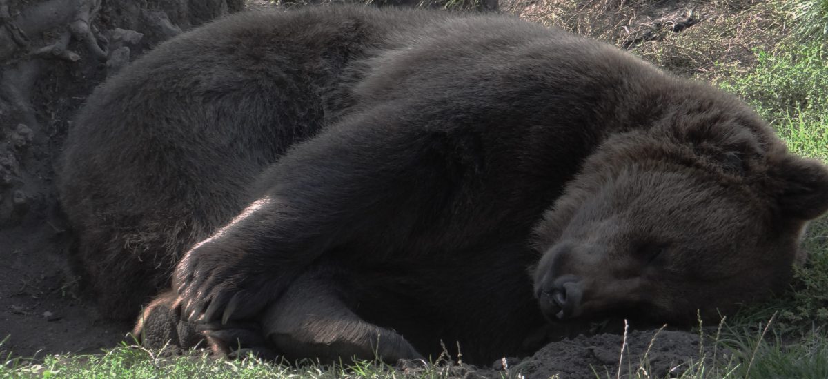 Schlafender Bär im Zoo Hoyerswerda
