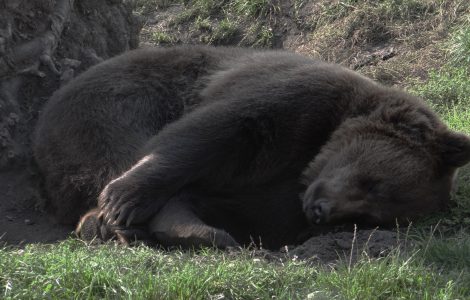 Schlafender Bär im Zoo Hoyerswerda