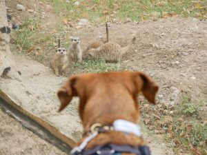 Hund Boschko beim Besuch der Erdmännchen