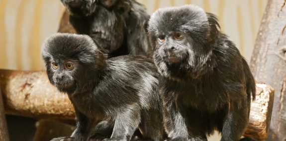Nachwuchs Springtamarin Zoo Hoyerswerda_Foto_Stefanie Jürß (3)