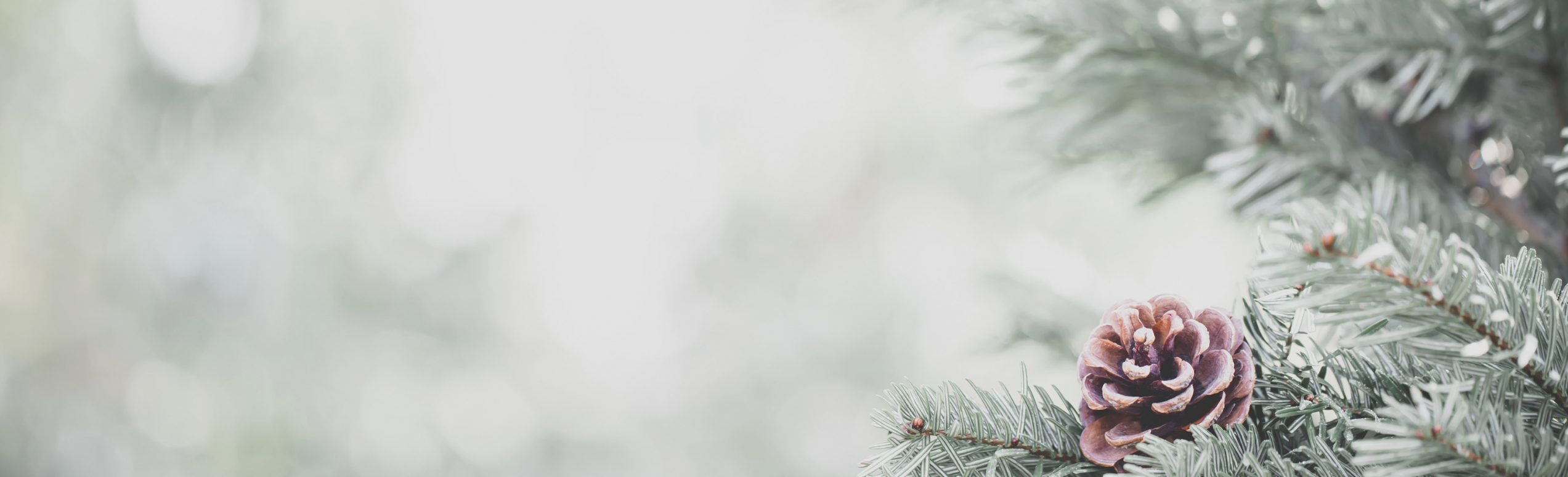 Ein Tannenzweig mit Schnee bedeckt.