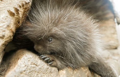 Baumstachler-Nachwuchs des Zoo Hoyerswerda in einer Baumhöhle.