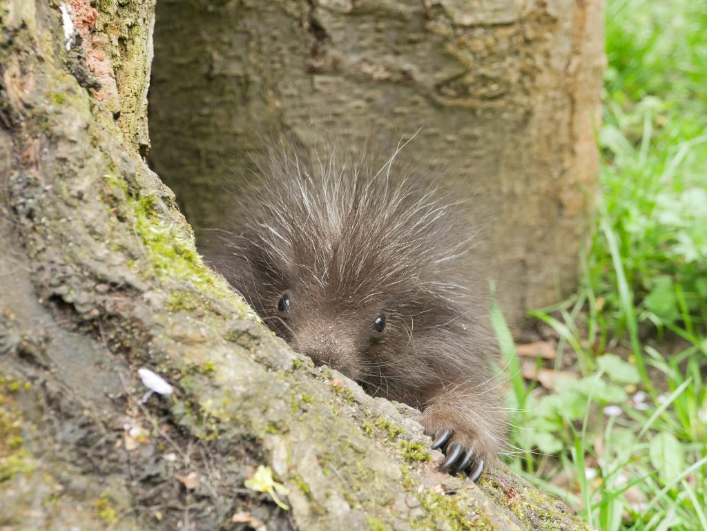 Baumstachler-Nachwuchs des Zoo Hoyerswerda versteckt sich hinter einem Baumstamm.