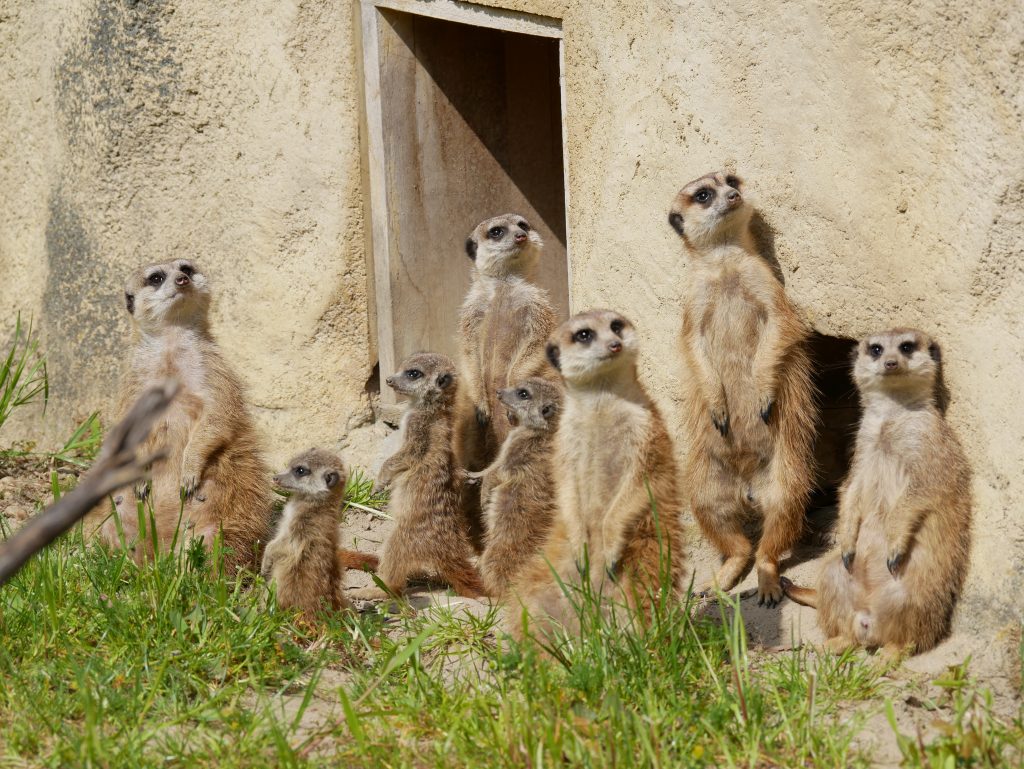Erdmännchenfamilie im Zoo Hoyerswerda