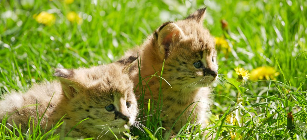Zwei Jungtiere der Servale des Zoo Hoyerswerda liegen im Gras.