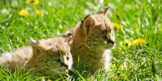 Zwei Jungtiere der Servale des Zoo Hoyerswerda liegen im Gras.