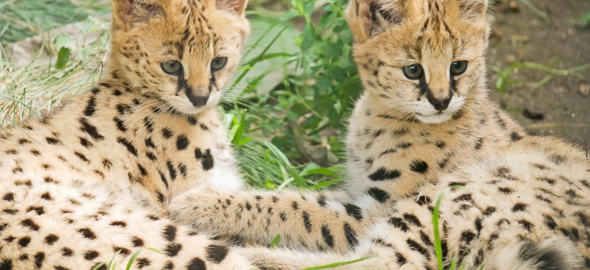 Zwei Servalkatzen -Jungtiere im Zoo Hoyerswerda liegen neben einander.