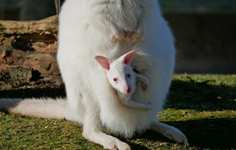 Auf dem Bild ist ein weißes Kängur mit Nachwuchs im Beutel zu sehen.