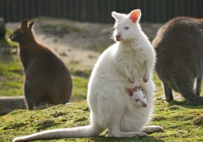 Auf dem Bild ist ein weißes Kängur mit Nachwuchs im Beutel zu sehen.
