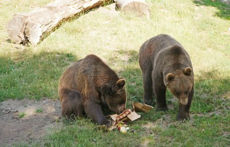 Auf dem Bild sieht man wei Bären im Zoo Hoyerswerda, die ihre Futterbeschäftigung bekommen haben.