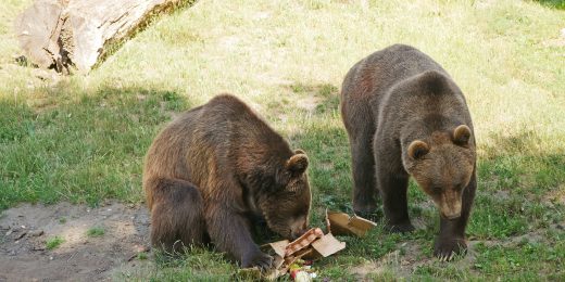 Auf dem Bild sieht man wei Bären im Zoo Hoyerswerda, die ihre Futterbeschäftigung bekommen haben.