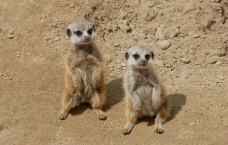 Erdmännchen-Jungtiere im Zoo Hoyerswerda