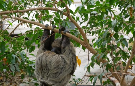 Auf dem Bild sieht man ein Faultier in einem Baum in der Tropenhalle im Zoo Hoyerswerda hängen.