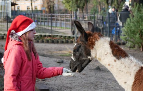 Ein Kind mit Weihnachtsmannmütze füttert ein Lama im Zoo Hoyerswerda.