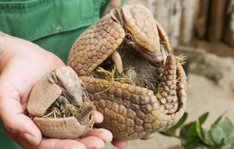 Auf dem Bild ist der Nachwuchs eines Kugelgürteltier mit seiner Mutter Gwendolyn im Zoo Hoyerswerda zu sehen.