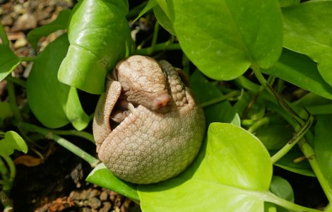 Auf dem Bild ist der Nachwuchs eines Kugelgürteltieres im Zoo Hoyerswerda zu sehen.