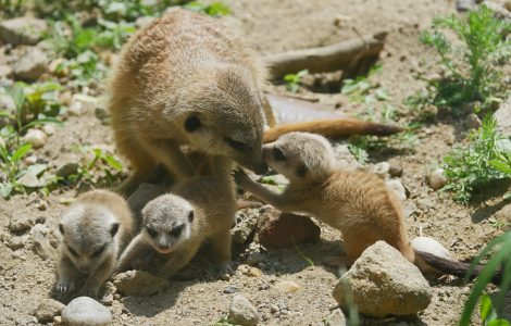 Auf dem Bild sind Jungtiere der Erdmännchen im Zoo Hoyerswerda abgebildet.