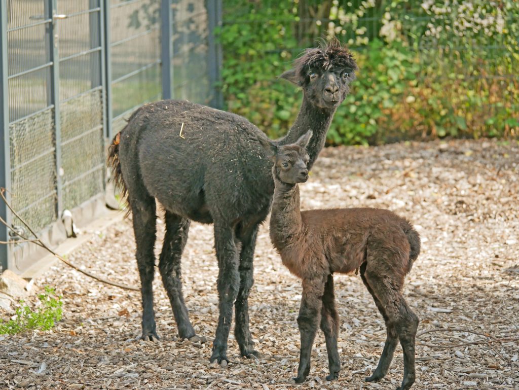 Das Bild zeigt ein Alpakafohlen mit Muttertier im Zoo Hoyerswerda.