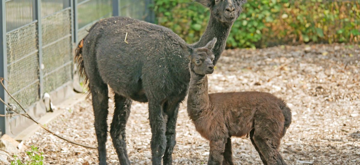 Das Bild zeigt ein Alpakafohlen mit Muttertier im Zoo Hoyerswerda.