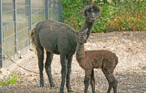 Das Bild zeigt ein Alpakafohlen mit Muttertier im Zoo Hoyerswerda.