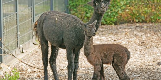 Das Bild zeigt ein Alpakafohlen mit Muttertier im Zoo Hoyerswerda.