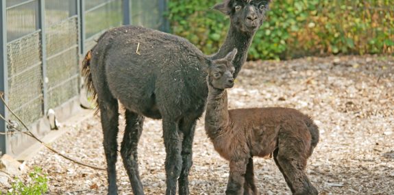 Alpakastute Rosaly mit Fohlen Thor im Zoo Hoyerswerda_Foto_Stefanie Jürß