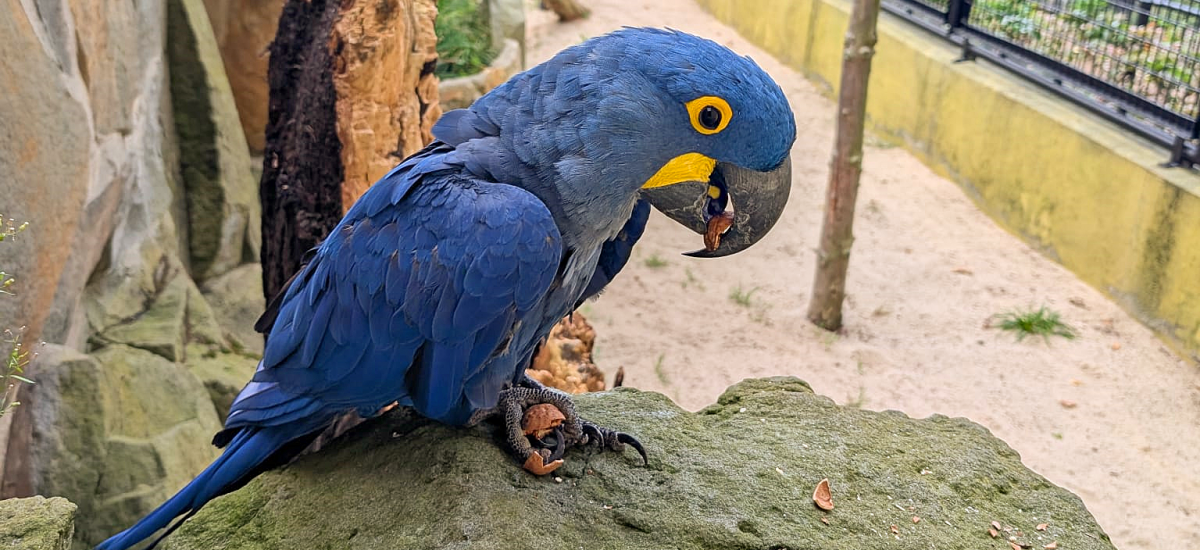 Das Bild zeigt einen Hyazinthara im Zoo Hoyerswerda.
