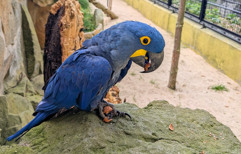 Das Bild zeigt einen Hyazinthara im Zoo Hoyerswerda.