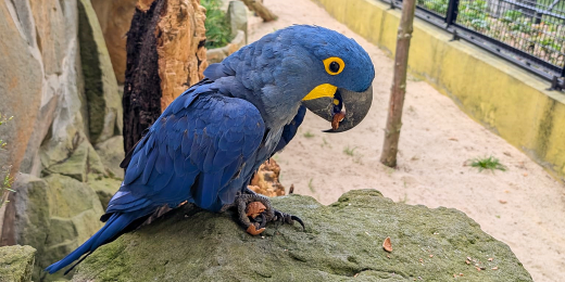 Das Bild zeigt einen Hyazinthara im Zoo Hoyerswerda.