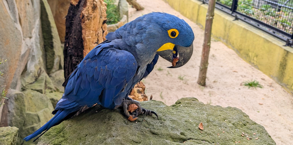 Hyazinthara_Paar im Zoo Hoyerswerda_Foto_Carolin Adler