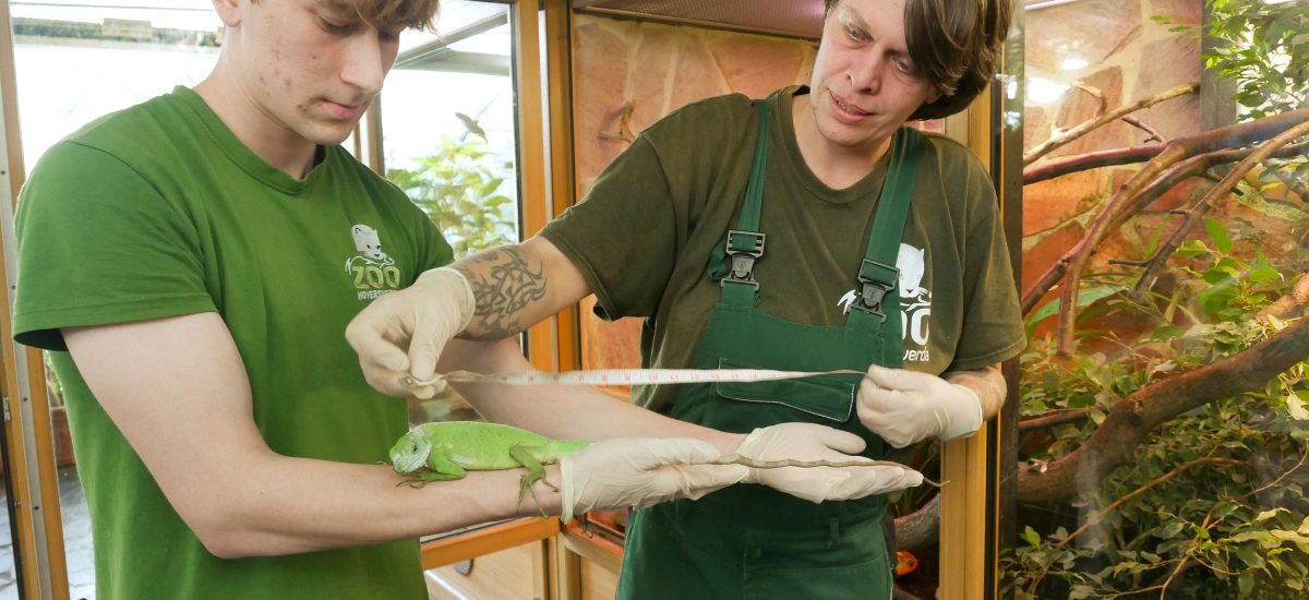 Das Bild zeigt zwei Mitarbeiter des Zoo Hoyerswerda beim Vermessen eines Leguanes.