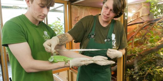 Das Bild zeigt zwei Mitarbeiter des Zoo Hoyerswerda beim Vermessen eines Leguanes.