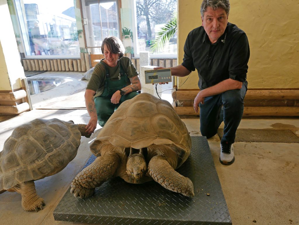Das Bild zeigt zwei Mitarbeiter des Zoo Hoyerswerda beim Wiegen einer Schildkröte.