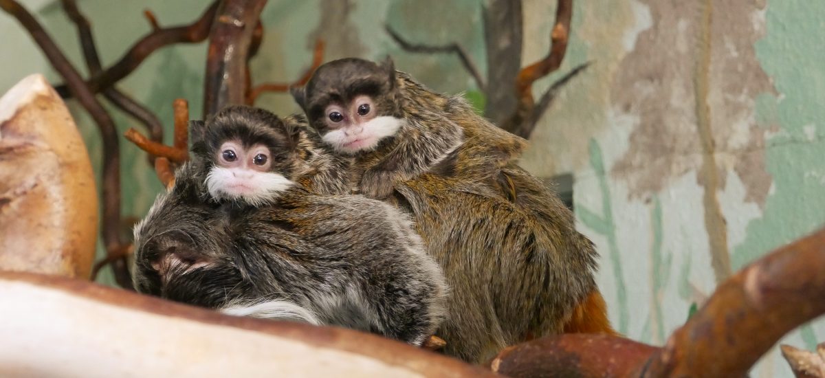 Auf dem Bild ist der Nachwuchs von Kaiserschnurrbarttamarinen auf dem Rücken des Papas im Zoo Hoyerswerda zu sehen.