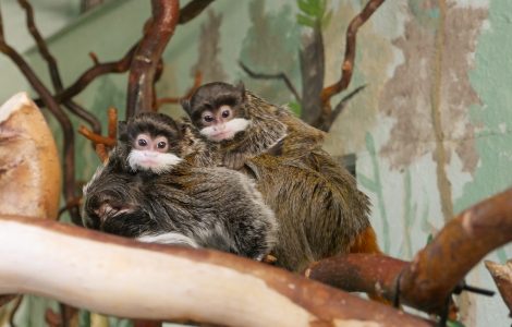 Auf dem Bild ist der Nachwuchs von Kaiserschnurrbarttamarinen auf dem Rücken des Papas im Zoo Hoyerswerda zu sehen.
