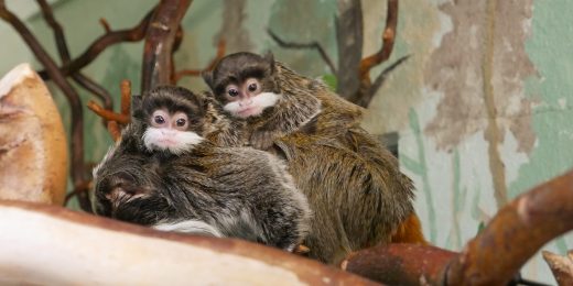 Auf dem Bild ist der Nachwuchs von Kaiserschnurrbarttamarinen auf dem Rücken des Papas im Zoo Hoyerswerda zu sehen.