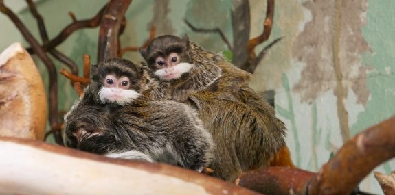 Nachwuchs Kaiserschnurrbarttamarine Zoo Hoyerswerda (1)