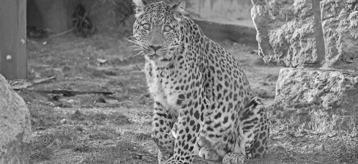 Auf dem Bild sieht man Leopard San im Zoo Hoyerswerda