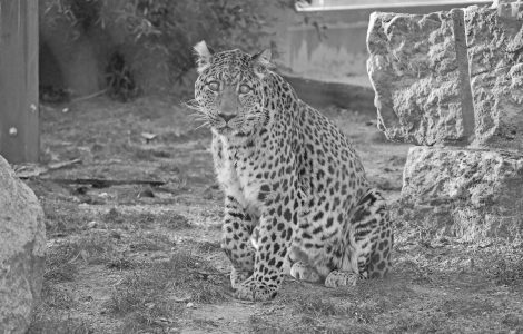Auf dem Bild sieht man Leopard San im Zoo Hoyerswerda