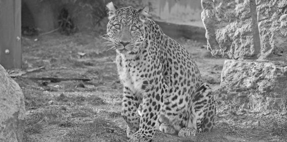 Leopard San Zoo Hoyerswerda_Foto Stefanie Jürß_1