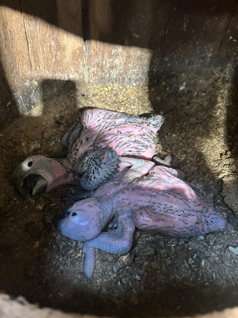 Nachzucht Hyazintharas im Zoo Hoyerswerda