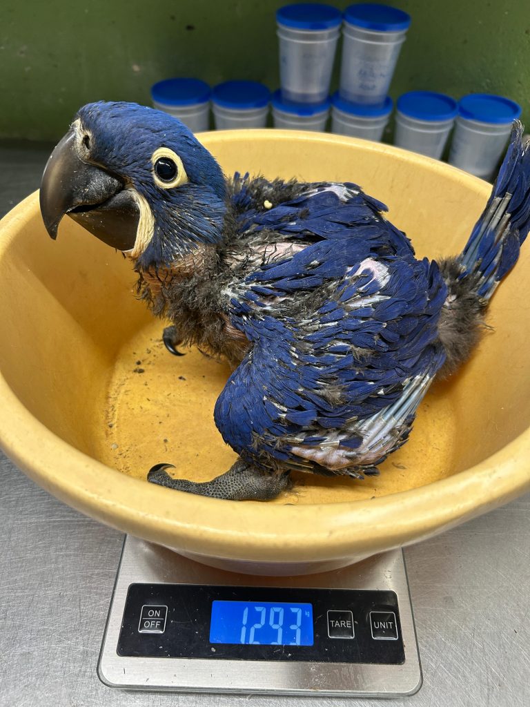 Nachzucht Hyazintharas im Zoo Hoyerswerda