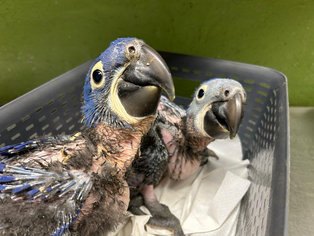 Nachzucht Hyazintharas im Zoo Hoyerswerda