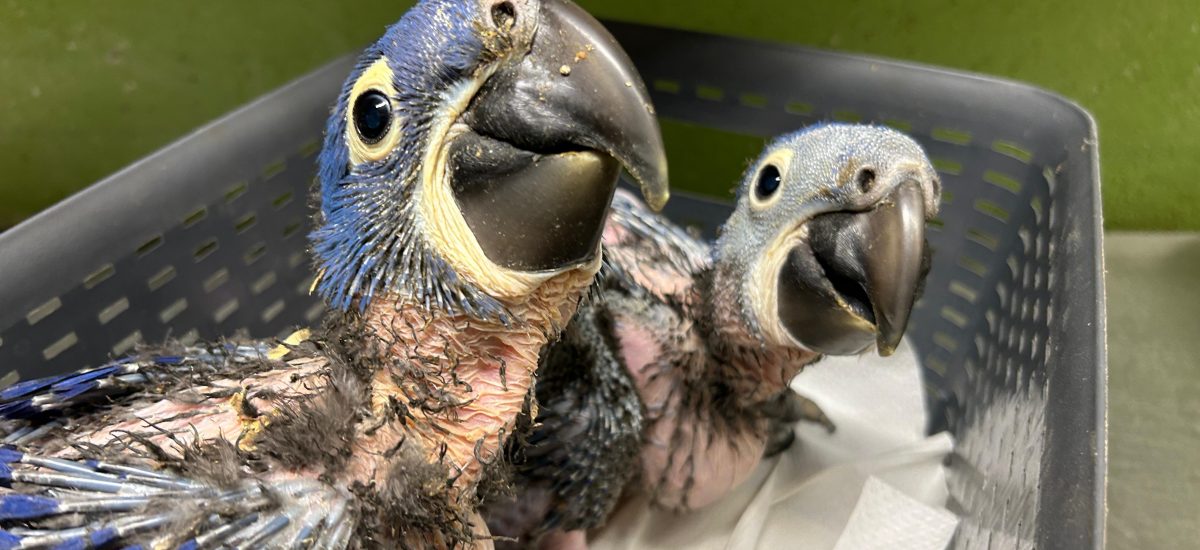 Nachzucht Hyazintharas im Zoo Hoyerswerda