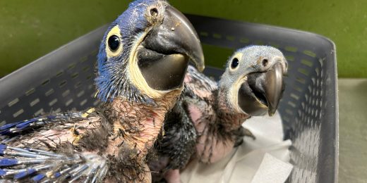 Nachzucht Hyazintharas im Zoo Hoyerswerda